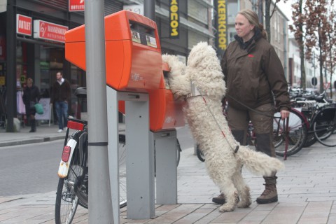 foto van doodle die de brievenbus zoekt