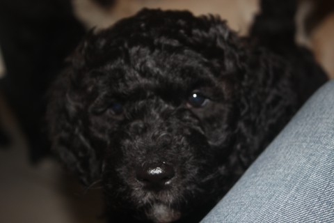 zwarte doodlepup zwarte doodlepup