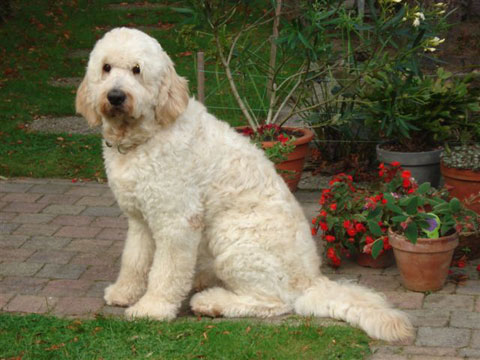 2010 Tags: Mini goldendoodles, mini goldendoodle pictures. 2010 Tags: Mini goldendoodles,