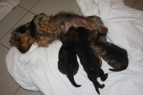 pupje 2 weken oud