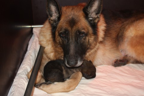 pupje 2 weken oud