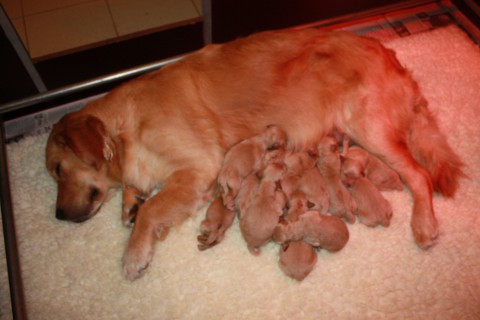 pups babet 17 nov 2010 003