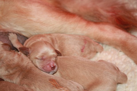 pups babet 17 nov 2010 004