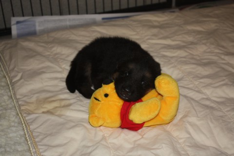 pups paya 4 weken , pups mitzy 6 weken 001
