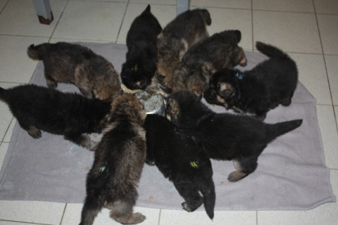 pups paya 4 weken , pups mitzy 6 weken 019