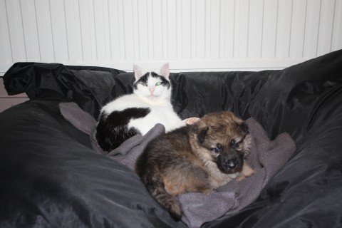 pups paya 4 weken , pups mitzy 6 weken 021