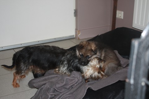 pups paya 5 weken oud 001