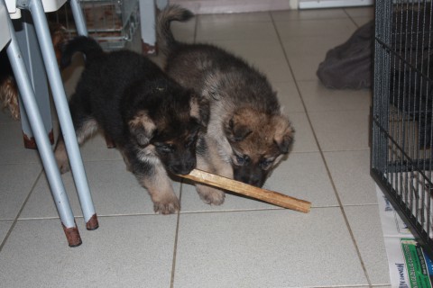 pups paya 5 weken oud 006