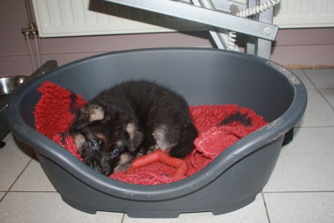 pups paya 5 weken oud 009