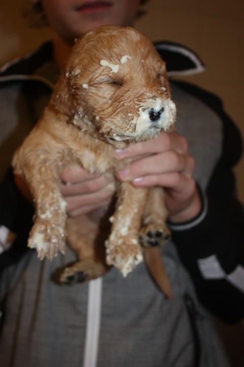 pups babet 3 weken 015
