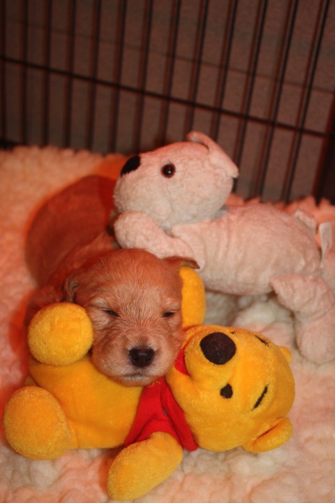 pups babet 3 weken 017