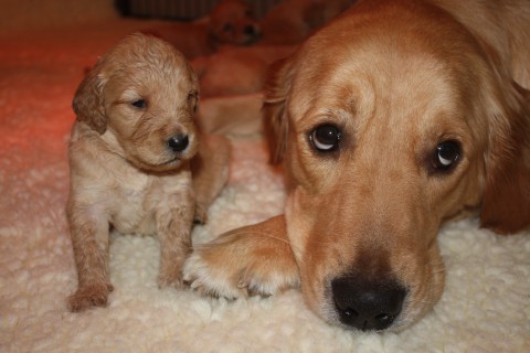 pups babet 3 weken 024