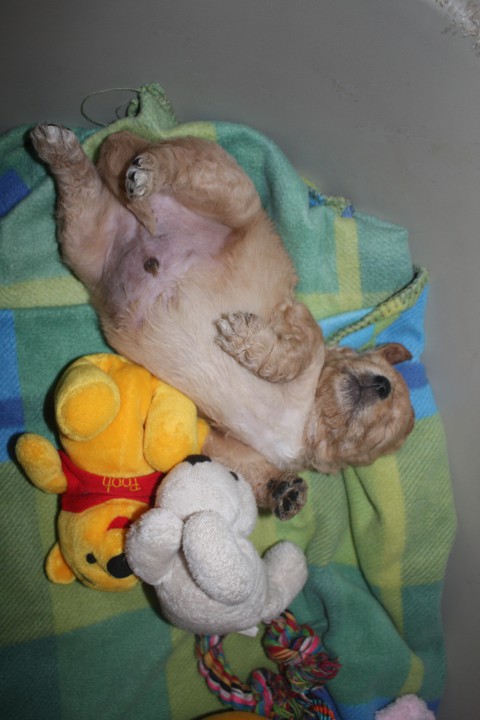 pups babet 4 en 5 weken oud 003