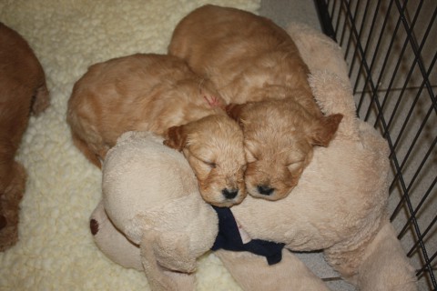 pups babet 4 en 5 weken oud 007