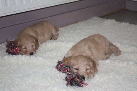 pups babet 4 en 5 weken oud 027
