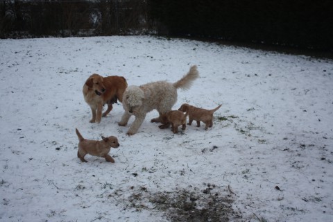 pups babet 4 en 5 weken oud 038