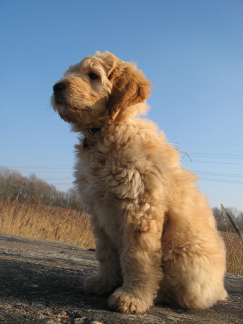 29 jan 2011 jet 008