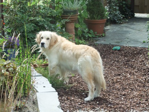 Romy1