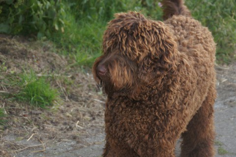 chris de labradoodle