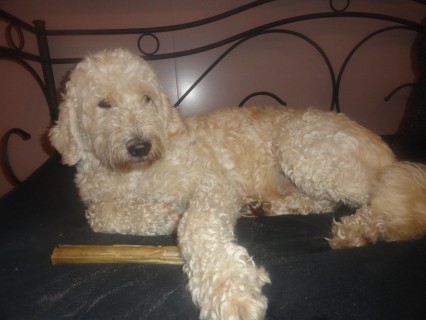 filou poging 2 002