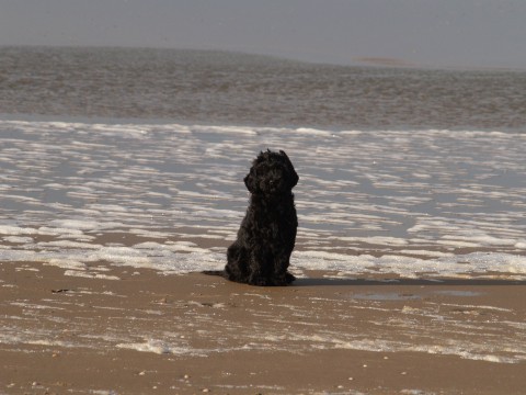 asha in noordwijk 1 jan 2012