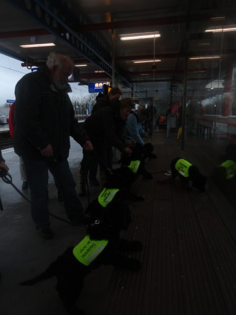 training pups filou 2-1-2011 002