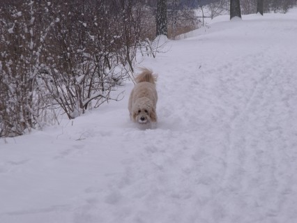 jaycee in de sneeuw 029
