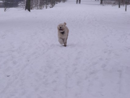 jaycee in de sneeuw 033