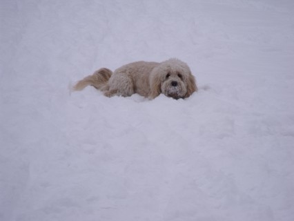 jaycee in de sneeuw 037