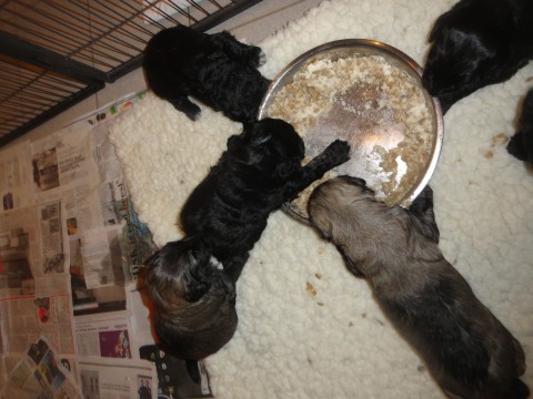 pups celine 3 weken 005