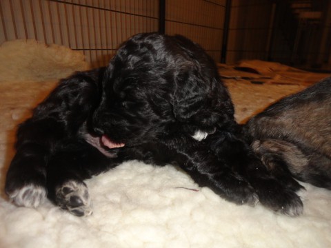 pups celine 3 weken 007