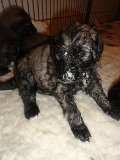 pups celine 3 weken 011