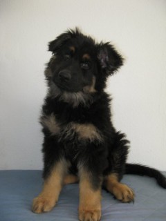 foto van oudduitse herder pup