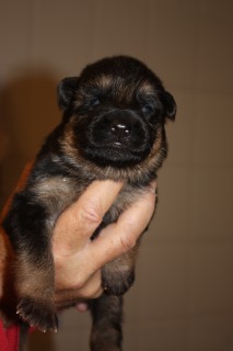 pupje 2 weken oud