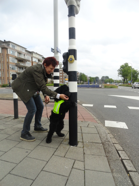 shepadoodles juni 2012 008