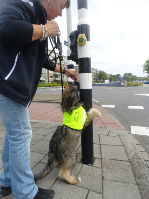 shepadoodles juni 2012 009