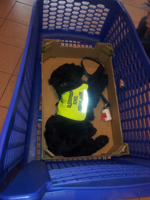 bink in het supermarkt karretje