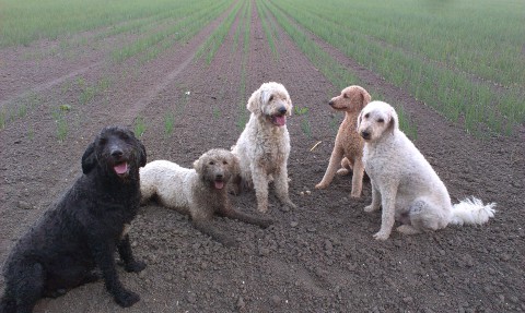 van links naar rechts Sophie zwarte golden doodle Nola, van oorsprong blonden doodle, nu ietwat zwart Filou blonden doodle Cato abricot poedel en helemaal rechts onze oude pebbles een witte poedel nu 12 jaar waar het hele doodleverhaal mee is begonnen