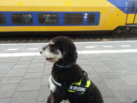 Nou iets mooiere achtergond, de trein waar ik straks weer in moet