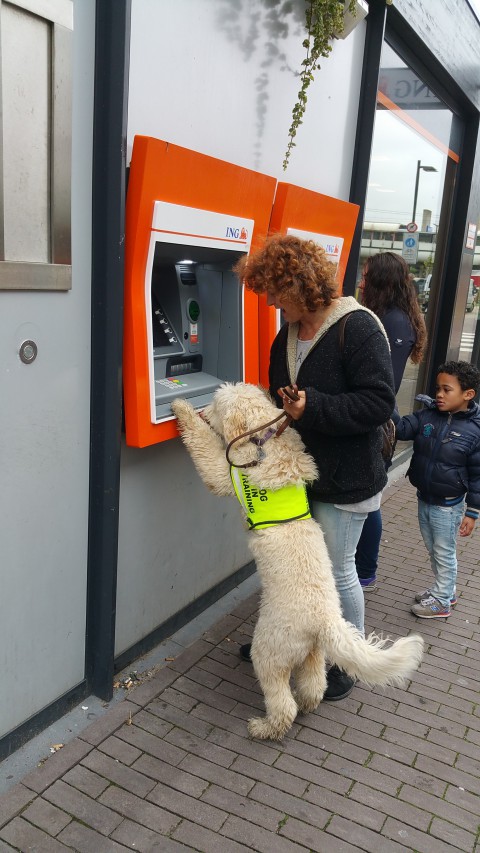 nowi zoekt pin en paal