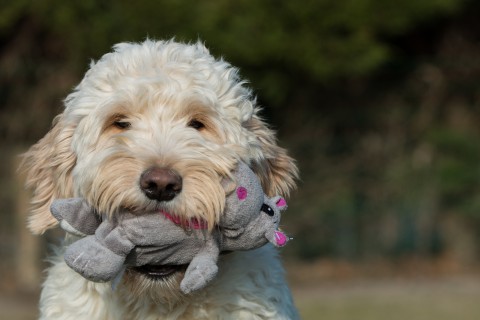 lexie, F1 golden doodle