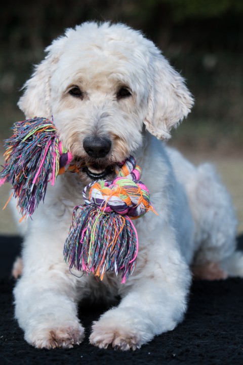 Filou, F1 golden doodle, 