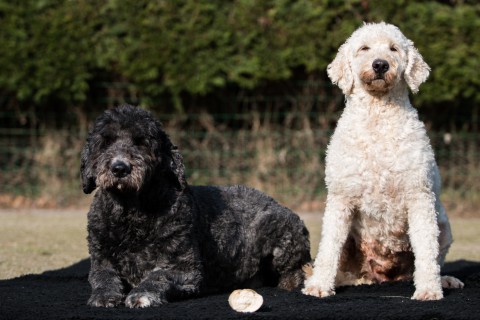 moeder Sophie(zwart, F1 Golden doodle) en dochter Nola, F1b golden doodle