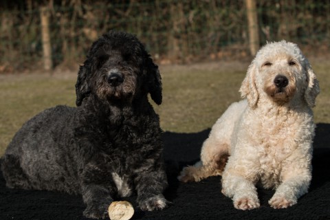 goldendoodles (68)