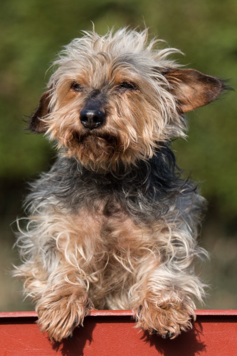 onze Fien, x teckel yorki, ooit uit asiel belgie gehaald want ze was uit de auto gegooid op de snelweg, inmiddels 14 jaar oud