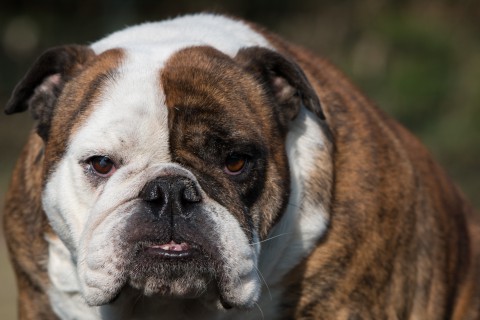 ja en dan onze Babe de clown van het hele stel, de Engelse Bulldog