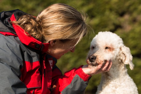 Pebbles, grote poedel, nze trots waar het hele golden doodle verhaal 13 jaar geleden mee begon