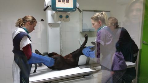 Bibi de labrador